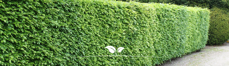 Groene Beukenhaag als erfafscheiding | Gardline